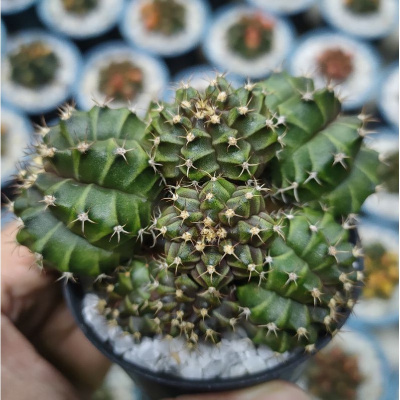 Cake Cactus Farm กระบองเพชร Gymnocalycium mihanovichii variegated หน่อยิมโนหัวสีล้วนเด็ดสด ไม่มีราก สำหรับมือใหม่หัดกราฟ - รูปที่ 4