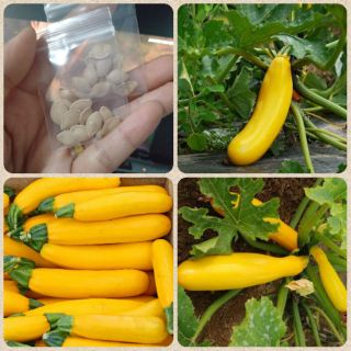 เมล็ดพันธุ์ซูกินีสีทอง 12 เมล็ด 20 บาท
