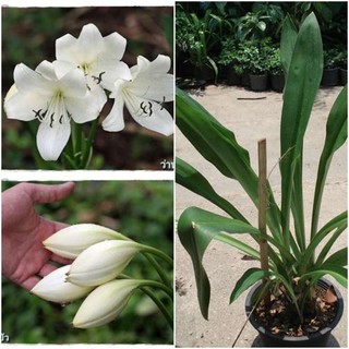 1หัว/ออเดอร์ หัวว่าน ว่านมหาบัว Crinum เป็นว่านสิริมงคลชั้นสูง กล่าวกันว่า ถ้าปลูกกับว่านมหาโชค ว่านมหาลาภ จะให้โชคลาภ