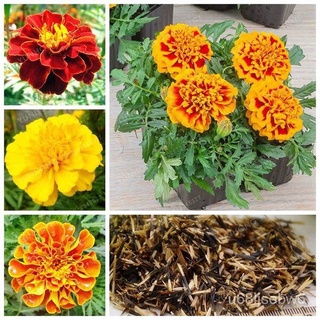 ถูก ใหม่ สายพันธุ์บอนสี 100เมล็ด เมล็ดพันธุ์ ดอกดาวเรืองคละสี Marigold Seeds เมล็ดบอนสี บอนสีหายาก เมล็ดดอกไม้ บอนสีส KN