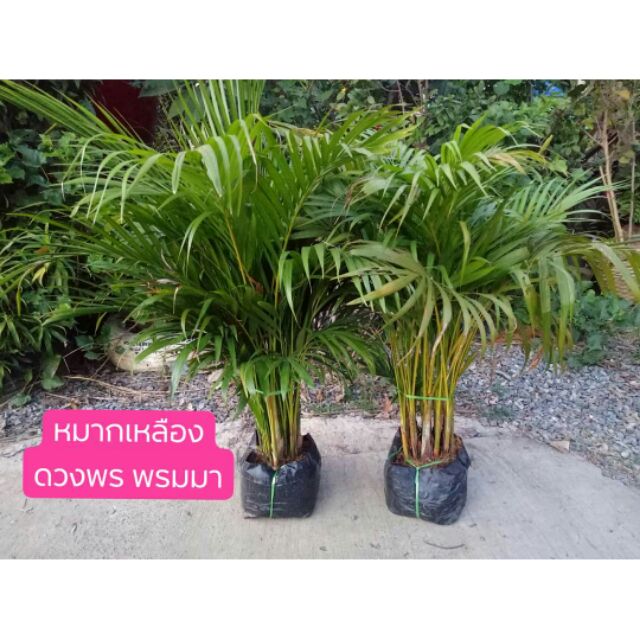 My Image 28