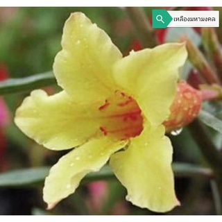 เหลืองมหามงคล ต้นชวนชม ดอกชั้นเดียว ไม้รุ่นเก่า  adenium desert rose plant