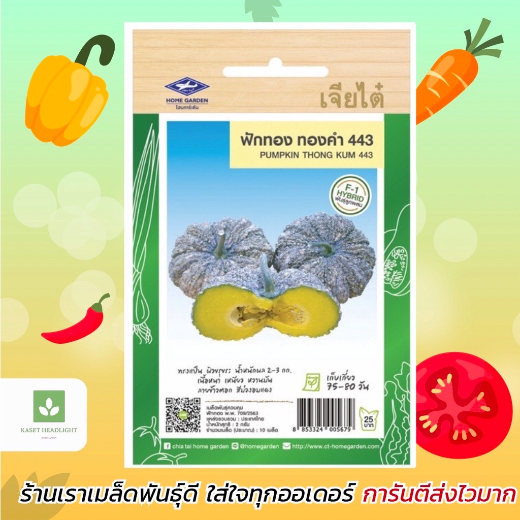 เมล็ดพันธุ์ ฟักทอง ทองคำ443 เจียไต๋ 100กรัม ฟักทองลายข้าวตอก