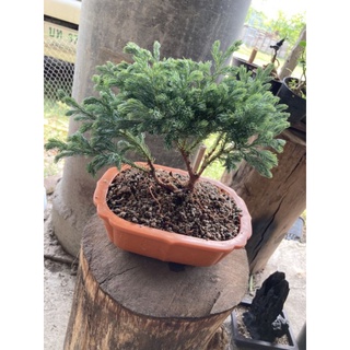 สนหิมะ​ (ไม้บอนไซทรงสวย )​