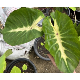 Colocasia Maui Sunrise กระถาง6” หน้าเริ่มออก รากเดินดี