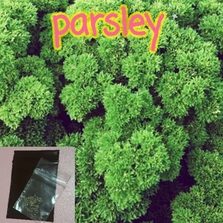 50 เมล็ด เมล็ด​พันธุ์​ นำเข้า​ พาร์สลีย์​ (Parsley)​