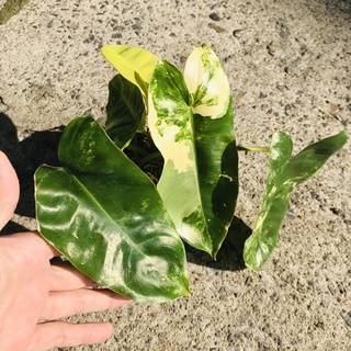 ฟิโลเดนดรอน เบอร์เบิ้ลมาร์คด่าง Philodendron Burle Marx Variegated (ต้นไม้/ไม้ด่าง/ไม้ใบ)