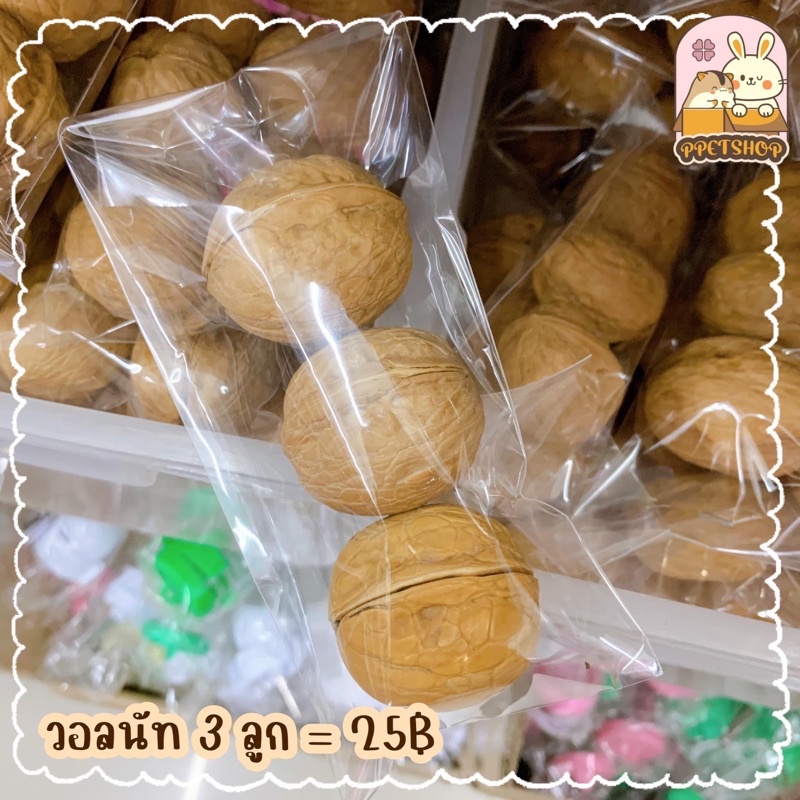 พร้อมส่ง วอลนัท ลับฟัน หนูแฮมสเตอร์ กระรอก แบ่งขาย 3 ลูก