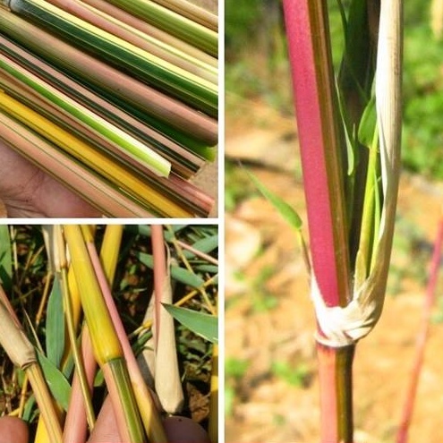 ไผ่สีชมพู Bambusa multiplex ''alphone karr' ไผ่ประดับ สวยงาม ไม้มงคล รากเต็มถุงพร้อมปลูก ปลูกได้ทุกที่ ทนแล้ง