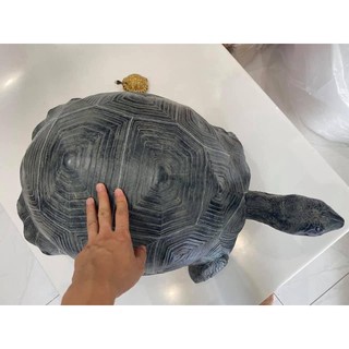 Aldabra Tortoise Model โมเดลอัลดาบราเรซิ่น