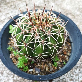 melocactusหนามแมงมุม