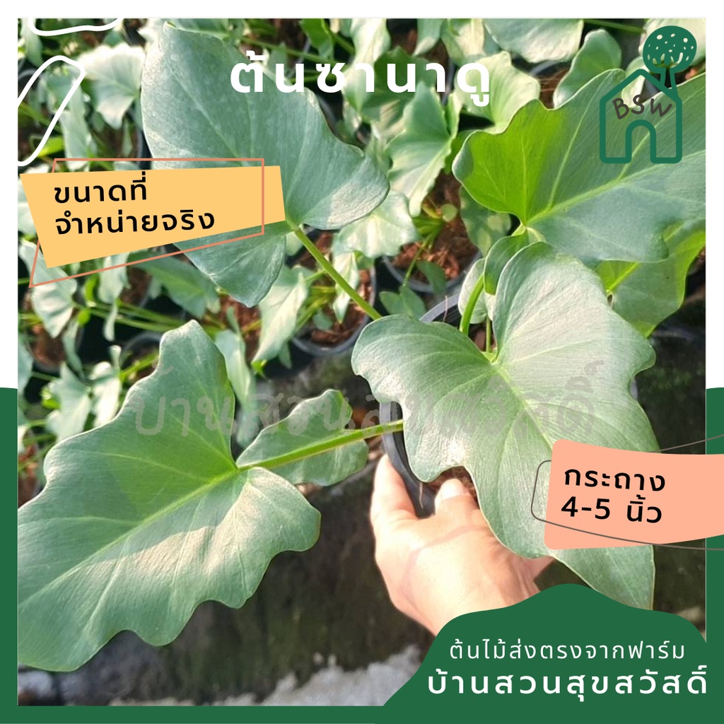 ซานาดู ในกระถางพร้อมตั้ง Philodendron Xanadu - รูปที่ 2