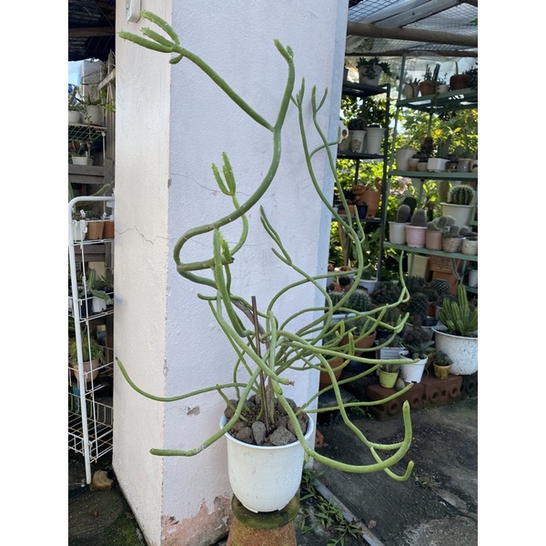 พญาไร้ใบแต่มีใบเล็กๆ ให้ชมแล้ว