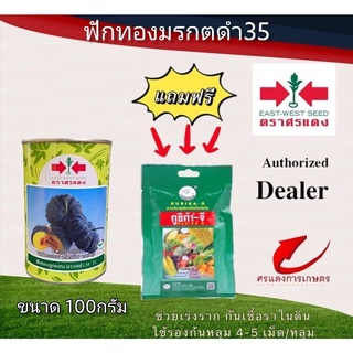 เมล็ดพันธุ์ ฟักทองมรกตดำ35 100g แถมกูซิก้าจีซองเล็ก