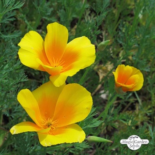 แคลิฟอร์เนียป็อปปี้ Eschscholzia Californica California poppy 200 เมล็ด นำเข้าอังกฤษ