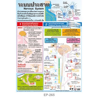 โปสเตอร์กระดาษเรื่องระบบประสาท #EQ-265