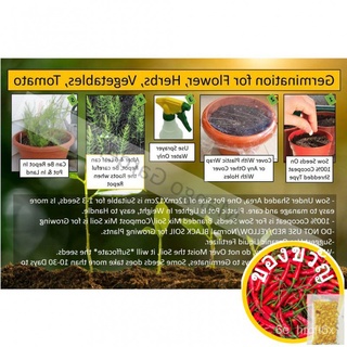 Heirloom CURLY SEED เมล็ดพันธุ์การ์เด้น Y9W7