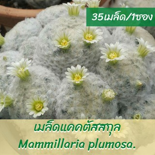 เมล็ดแคคตัส สกุล Mammillaria plumosa. (35เมล็ด/ซอง)แมมขนนกขาว