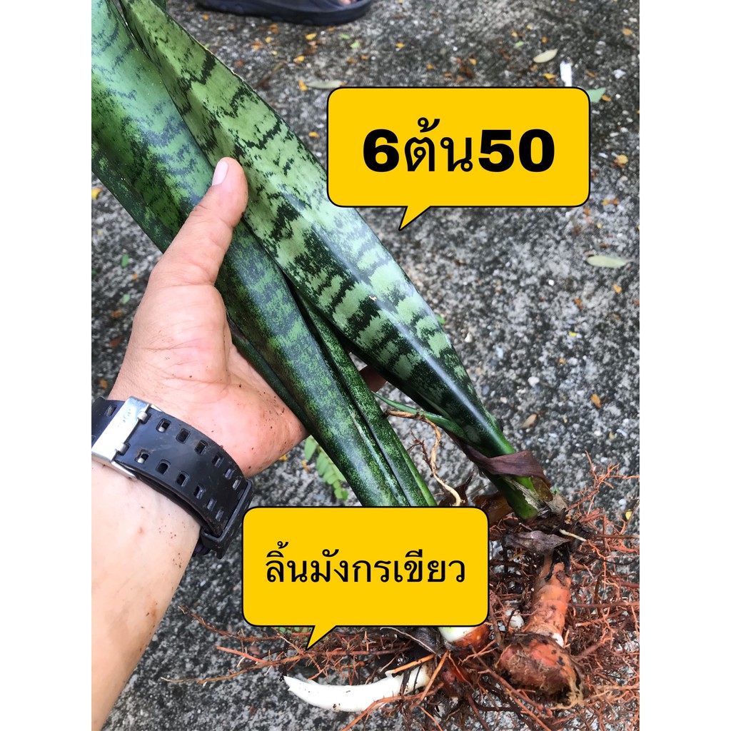 ต้นลิ้นมังกรเขียว ต้นไม้ฟอกอากาศ6ต้น50ปลูกง่ายเลี้ยงง่าย