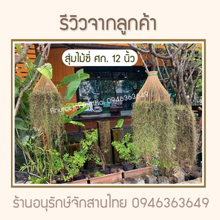 สุ่มโคมไฟ สุ่มไม้ซี่ สุ่มใส่เคราฤาษี สุ่มปลา