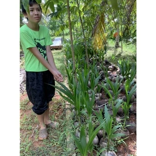 🌴พันธุ์มะพร้าวน้ำหอมใต้จากต้นแม่อายุกว่า30ปี 🌴