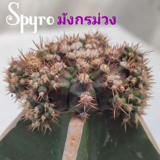 แคคตัสSpyroมังกรม่วง🌵แท้  ต้นกราฟ ทรงสวย หน้าไม้แป้นสวยมาก ไม้กราฟ8เดือน