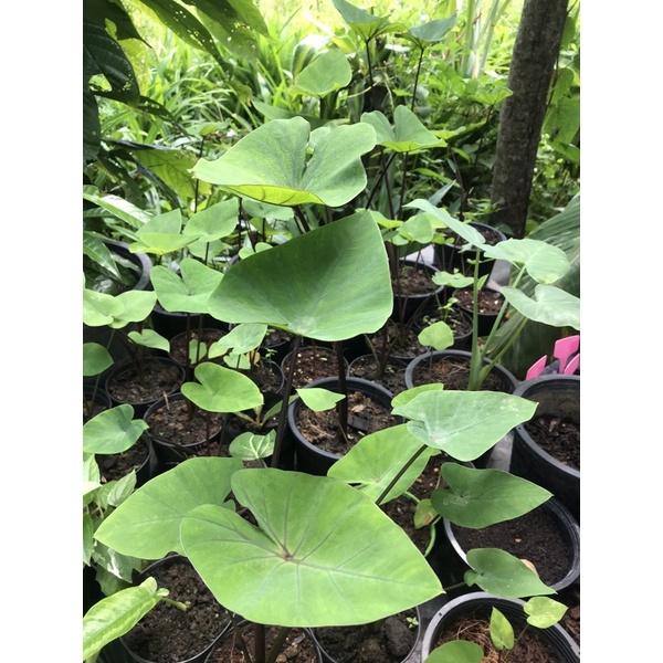 Colocasia Coffee Cup