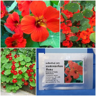 เมล็ดพันธุ์ แนสเทอเทียม สีแดง ( Empress of India Nasturtium Seed ) บรรจุ 20 เมล็ด คุณภาพดี ราคาถูก ของแท้ 100%