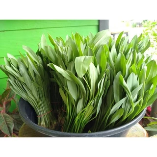 ผักพาย เมล็ดผักพายน้อย เมล็ดพันธุ์ผักพาย ผักพื้นบ้าน [ซื้อ 10 แถม 1 คละได้]