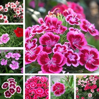 （เมล็ดพันธุ์ ถูก คละ）200แคปซูล / ถุง เมล็ดพันธุ์ ดอกผีเสื้อ Dianthus seeds Mix สามารถปลูกได้ทั่วประเทศไทย เมล็ดพันธุ์ ไม