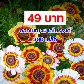🌼ดอกเบญจมาศไตรรงค์ 🌲เมล็ดพันธุ์300เมล็ด