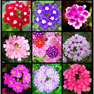 （อัตราการปลูกสูง）Beauty Cherry Seed Verbena hybrida Flower Seeds บอนสีหายาก ดอกสีสันสวยงาม พันธุ์ดอกไม้  ต้นไม้จัดสวน Ga