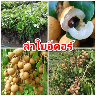 ต้นลำไยอีดอ ลูกใหญ่ ผลดก หวาน ต้นพันธุ์เสียบยอดสูง 40-50 ซม.แข็งแรงพร้อมปลูก