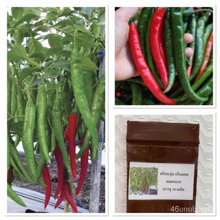 （คุณภาพสูง เมล็ด）เมล็ด พริกหนุ่ม กรีนฮอท Hot Pepper Green Hot บรรจุ 30 เมล็ด ผลดกมาก SZ3W