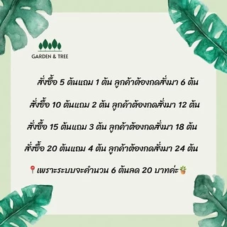 ต้นไม้จิ๋ว ต้นไม้มงคลราคา 20 บาท ซื้อ 5 แถม 1🪴สั่งขั้นต่ำ 2 ต้นนะคะ ชุดที่2