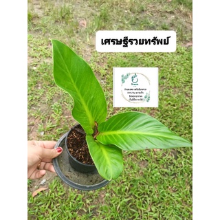 เงินไหลมา🌿กวักมรกต🌿เศรษฐีรวยทรัพย์🌿มุขเลี่ยมทอง