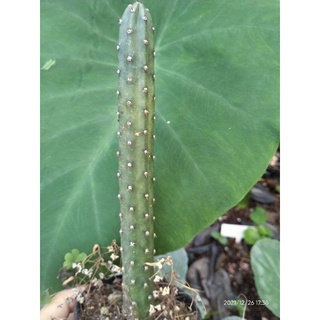 ตอหนามดำญี่ปุ่น (Eriocereus)