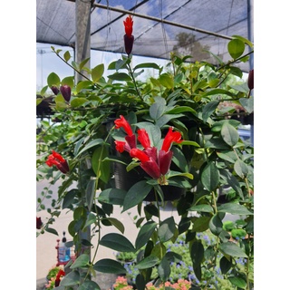 ต้นลิปสติก สีแดง Lipstick Vine (Aeschynanthus radicans jack.)ในกระถาง9นิ้ว