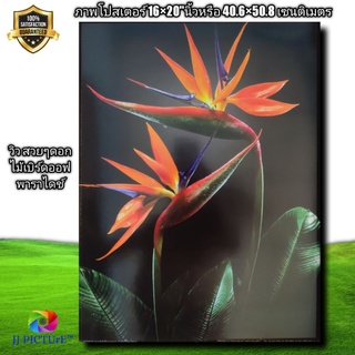 ภาพโปสเตอร์ ดอกไม้ เบิร์ดออฟพาราไดช์ ขนาด16×20"นิ้วflower poster bird of paradise  Size 16×20" inches