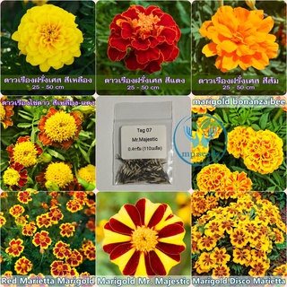 เมล็ดดาวเรืองฝรั่งเศส 30-300 เมล็ด  French Marigold  เมล็ดนำเข้า