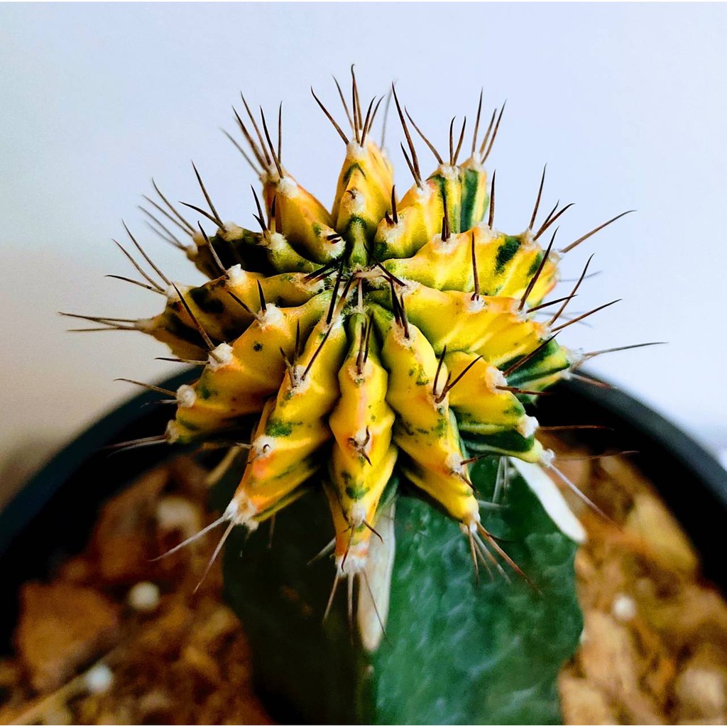 ยิมโน Yellow Tiger ขนาดหัวประมาณ 3-5 CM  ยิมโนหัวสีกราฟบนตออวบๆใหญ่ๆ  (Gymno) #cactus #แคตตัส #กระบองเพชร #ไม้อวบน้ำ