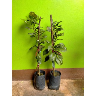 ต้นส้มโอทองดี ส้มโอพันธุ์ที่สามารถรักษารสชาติไว้ได้เป็นอย่างดี แบบเสียบยอด 🌱👍