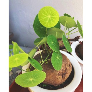 Stephania Erecta Craib ว่านบัวบก Gotu kola ขนาดเทียบกับไข่เป็ด หายาก 5หน่อ/ชุด