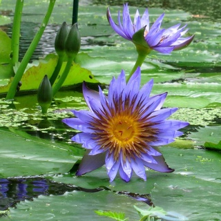 100 เมล็ด เมล็ดบัว สีน้ำเงิน นำเข้า บัวนอก สายพันธุ์เมล็ดบัว Waterlily Nymphaea Seeds