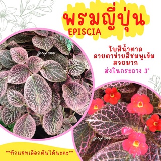 พรมญี่ปุ่น ลายใบสวยมาก ดอกสีแดง/แดงผสมเหลือง ใบสีน้ำตาลลายตาข่ายสีชมพูเข้ม ส่งในกระถาง 3 นิ้ว ค่าส่งถูก