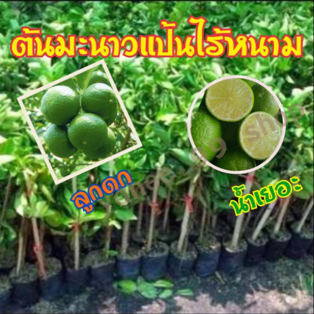 ต้นมะนาวแป้น(พันธุ์เตี้ย)น้ำเยอะ ลูกดก กลิ่นหอม เปลือกบาง ต้นสูงประมาณ 50-80ซ.ม.(จำนวน 1 ต้น/แพ็ค)