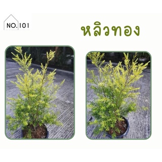 หลิวทอง หลิวยอดทอง กระถาง 11 นิ้ว สูง 60-100 ซม. ต้นสวย สูง เป็นพุ่ม