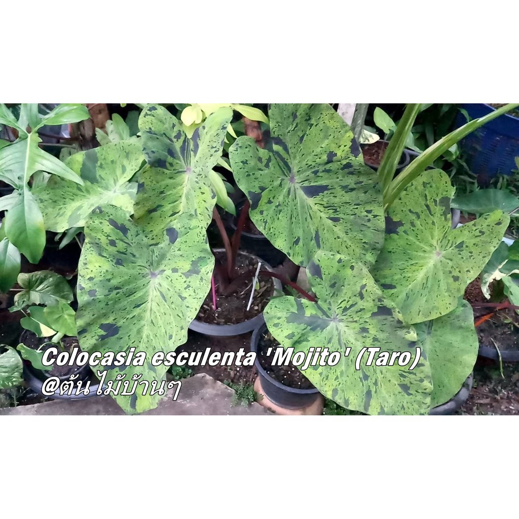 colocasia esculenta mojito-บอนโมจิโต้พร้อมส่งฟรี