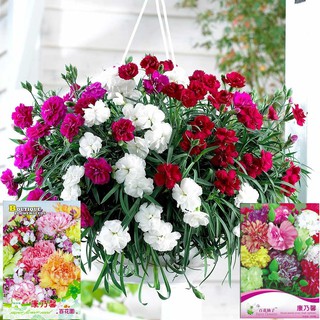 เมล็ดดอกคาร์เนชั่น คละสี  30เมล็ด carnation mixed   เมล็ดนำเข้า