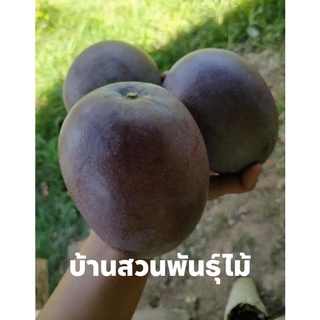 ต้นมะม่วง พันธุ์หงส์ไข่เท่อ